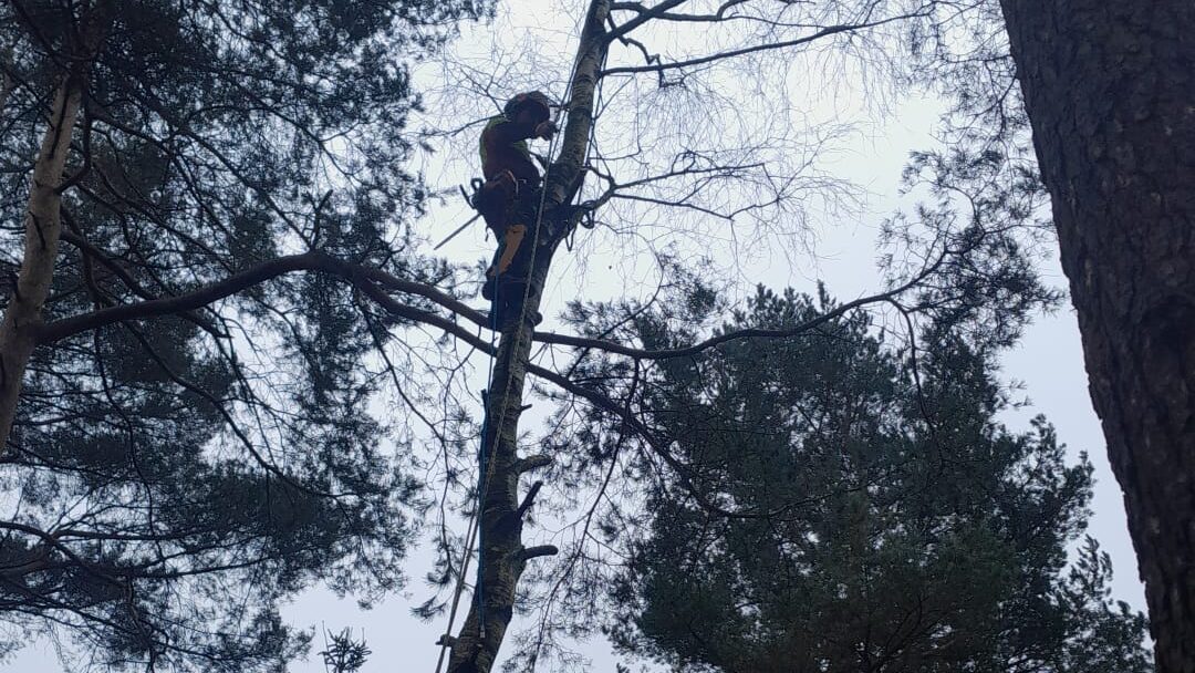 Tree worker using climbing techniques to professionaly take down a tree