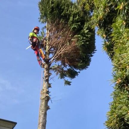 Professional arborist climbin a tree to cut of the branches and fell the tree