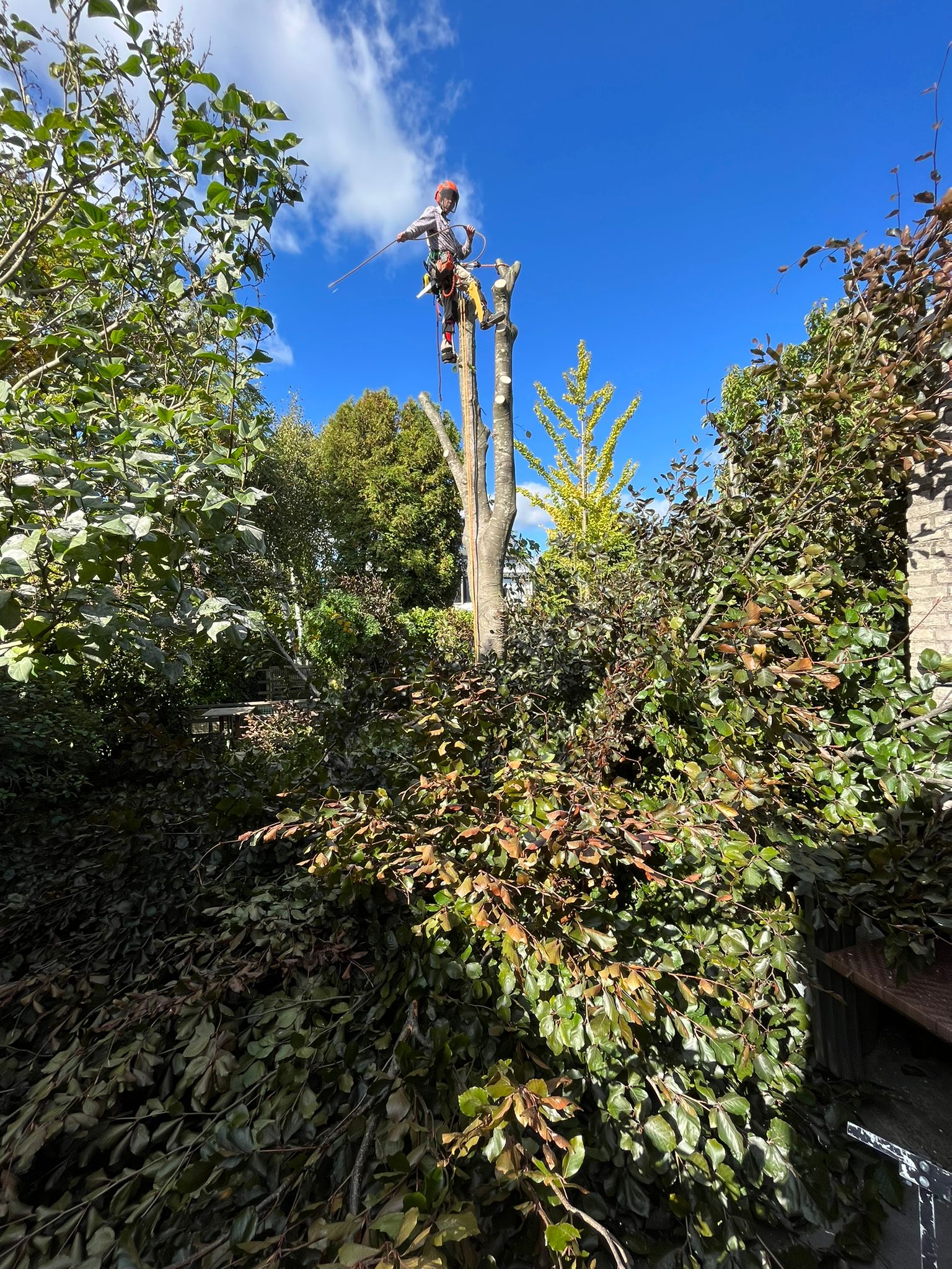 Beukenboom gezellig gekapt in Rotterdam