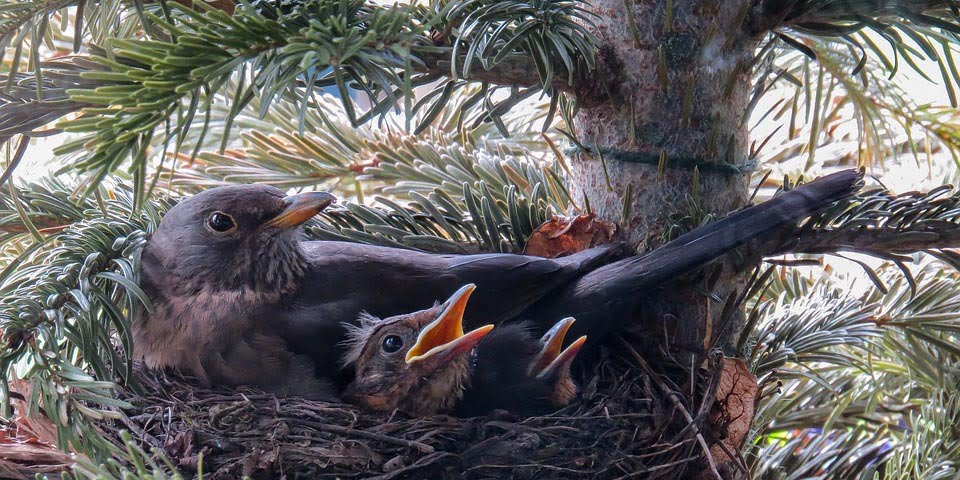 Bomen mogen niet worden gekapt met een bewoond nest.