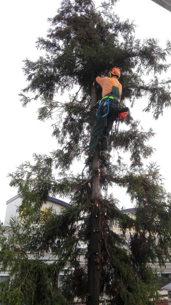 Boom kappen in Zaandam met klimtechnieken