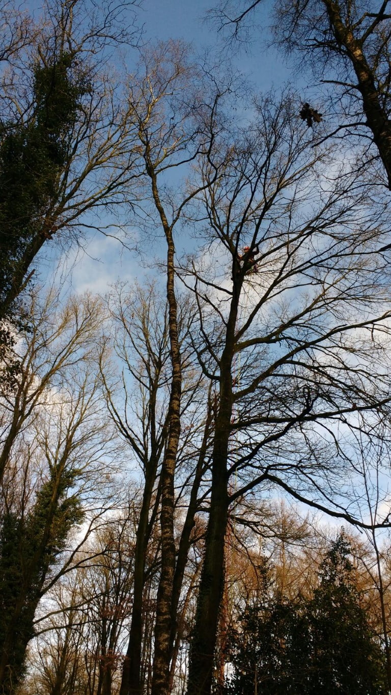 Boom kappen in Apeldoorn hoge eik