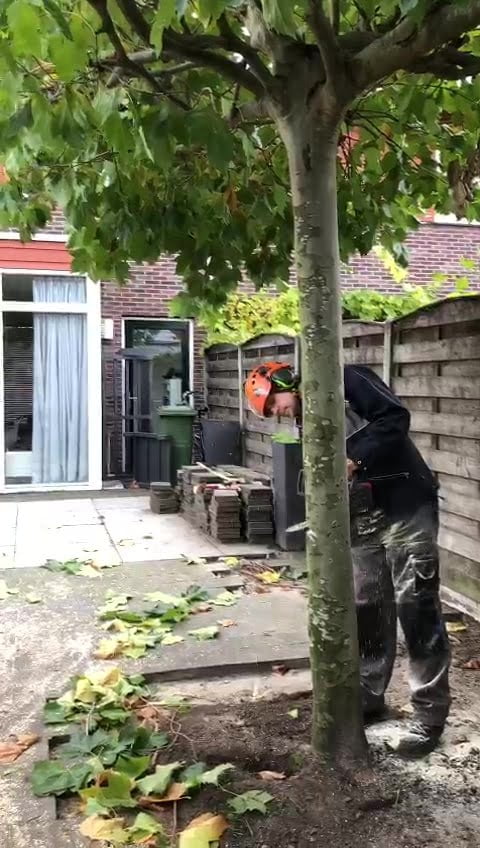 Plataan omzagen