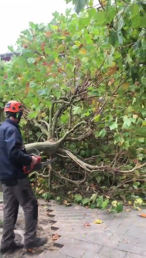 Plataan ligt
