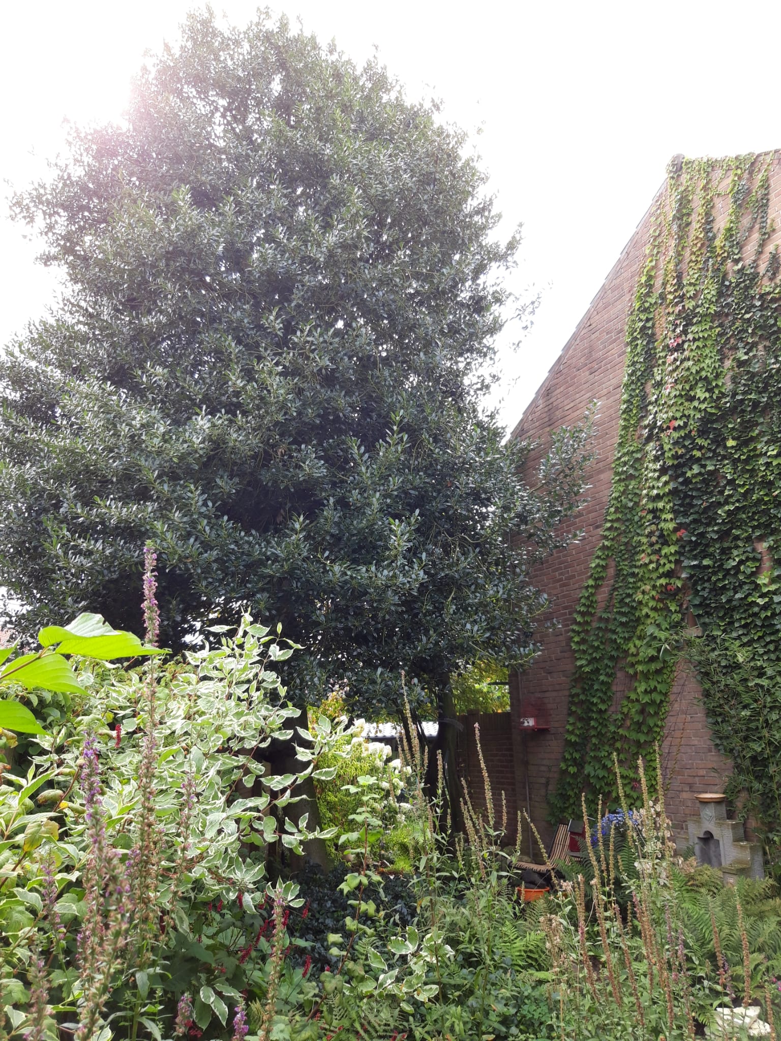 De enorme hulstboom vooraf. We gaan hem flink snoeien. Dat wordt ook wel "kandelaberen" genoemd.