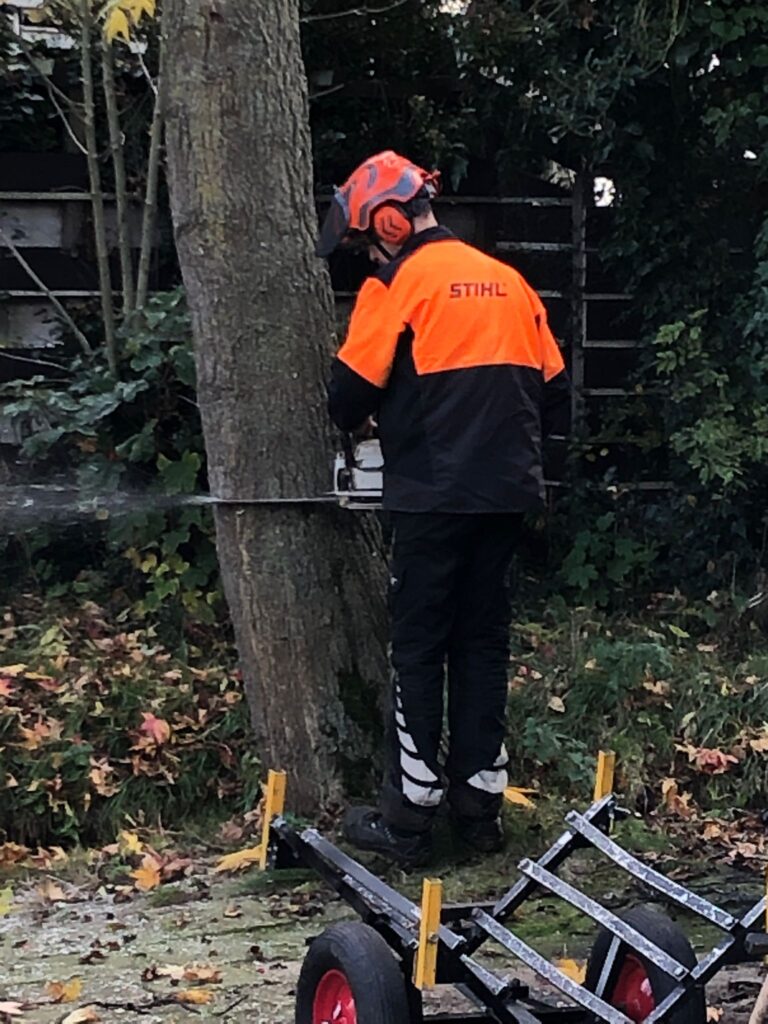 Amsterdam Holysloot Amberboom kappen.