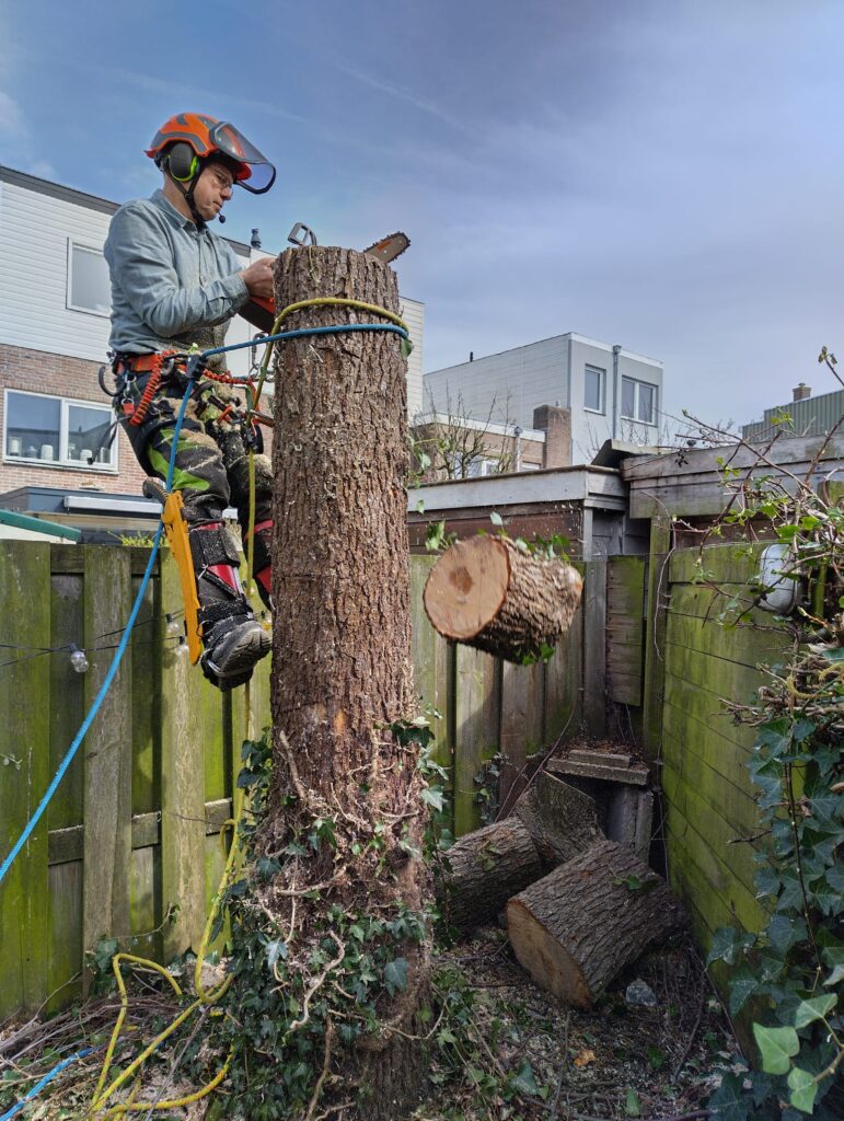Totdat er nog een meter boven de grond staat. Het laatste stuk van de stam kan vanaf de grond worden afgezaagd.