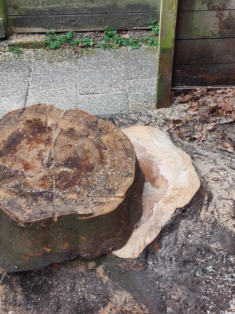 Eerst nog een flinke plak van de stobbe afgezaagd. Hoe lager afgezaagd, hoe beter!
