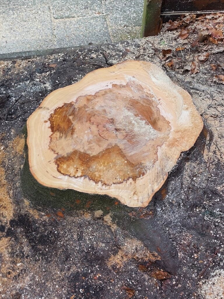 Dit was de flinke boomstronk die ik met de handstobbenfrees heb weggefreesd