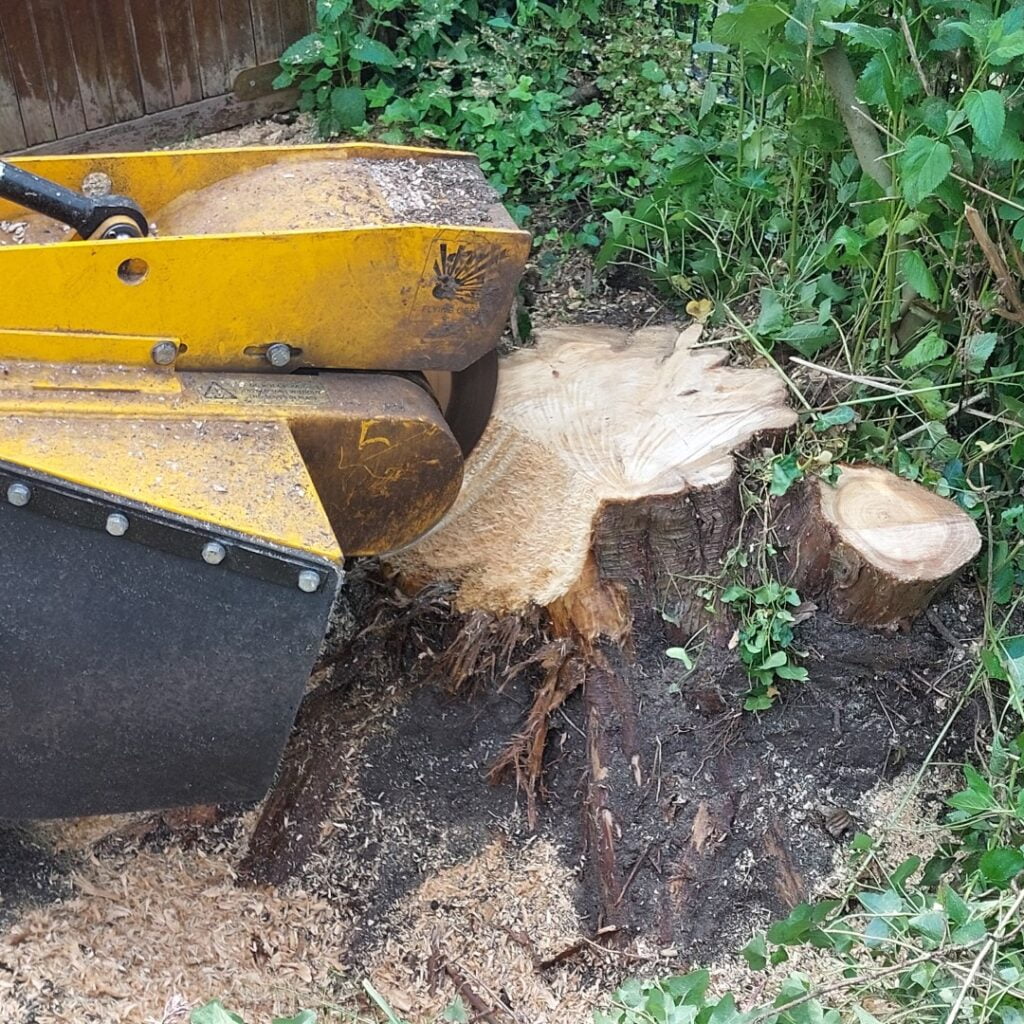 Rupsje zet zijn tanden in deze behoorlijk grote boomstronk