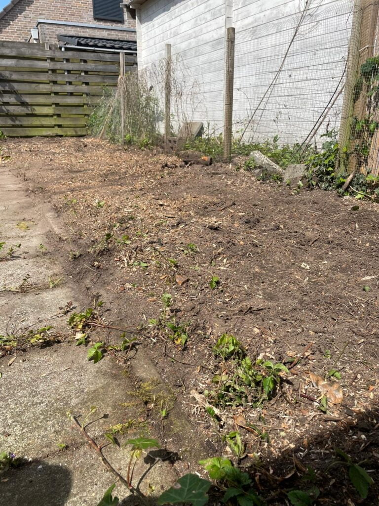 De situatie na het wegfrezen van een 12 stronken van een afgezaagde laurierhaag.