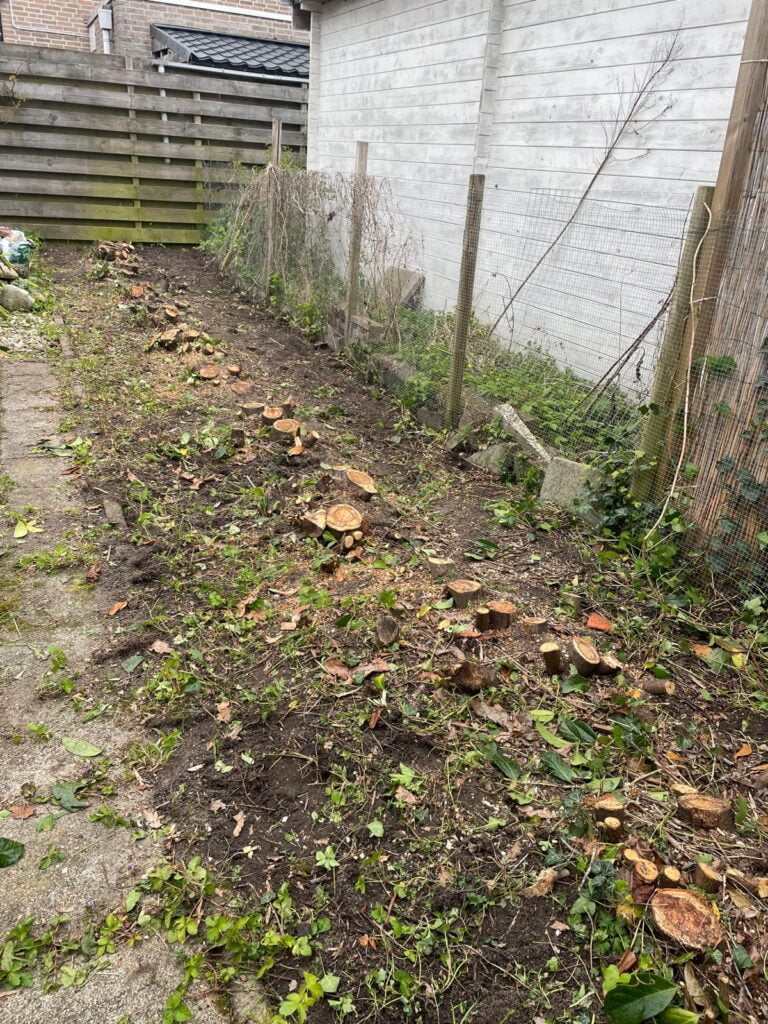 Een rij van 12 boomstronken van een omgezaagde laurierhaag