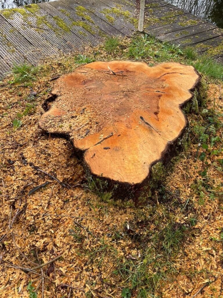 De boomstronk voordat we hem weg hebben gefreesd