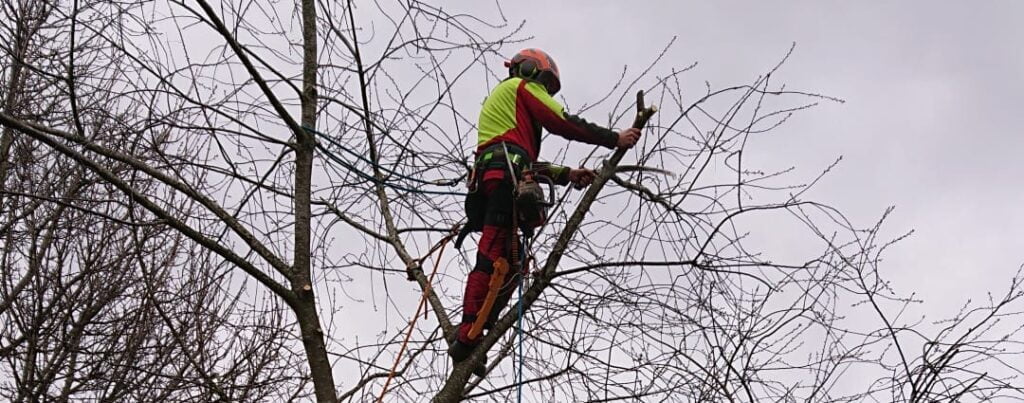 Foto van een professionele boomsnoeier in actie in de boom.