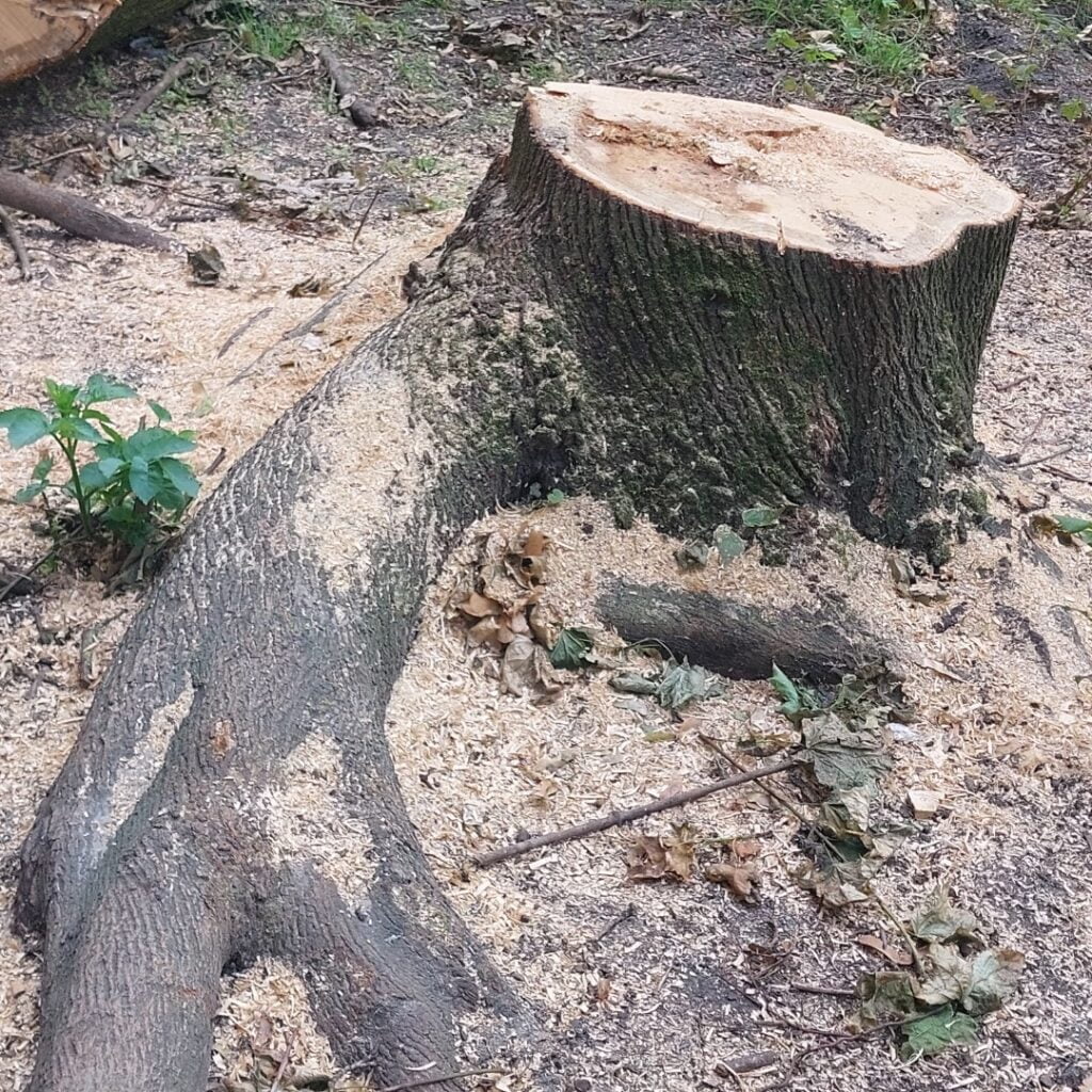 De stronk met de grote dikke wortel op de voorgrond. 1 meter doorsnede op de grond.