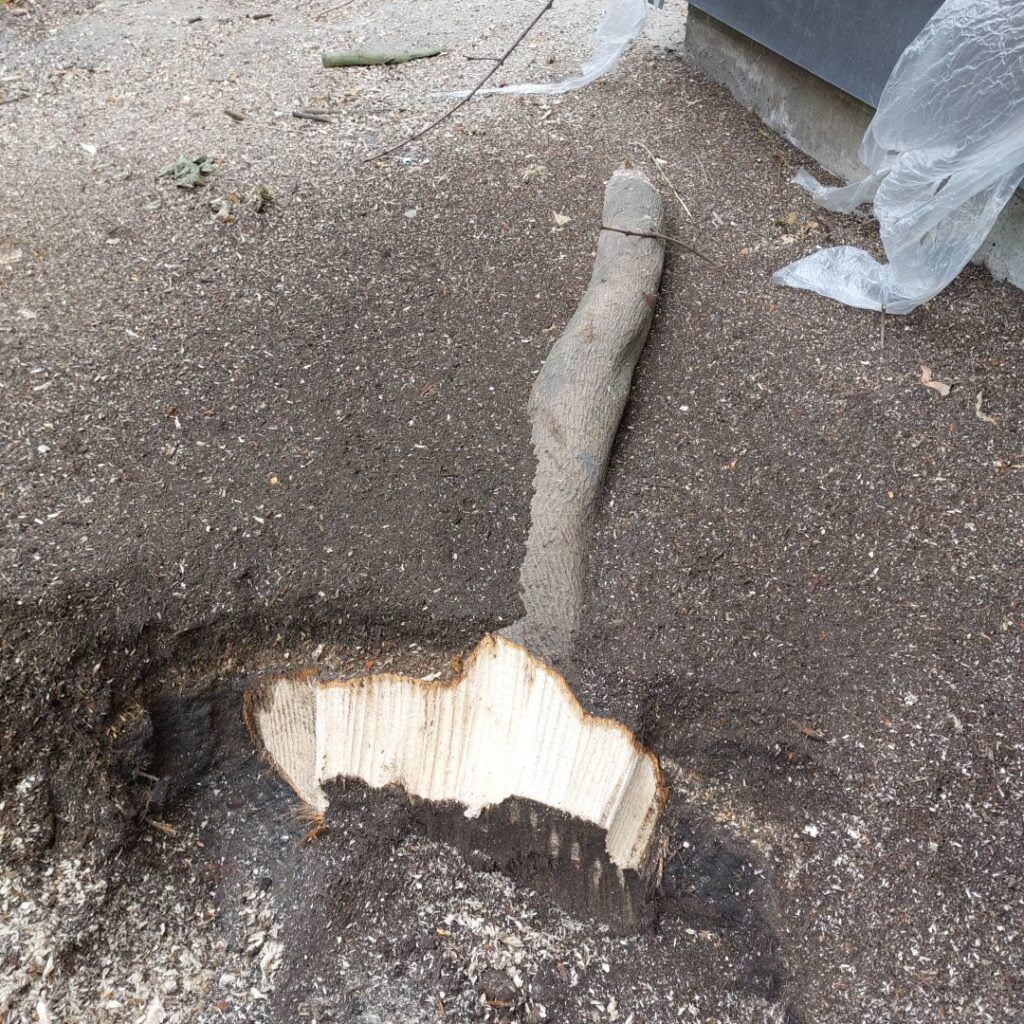 Hier zie je goed dat een wortel onder de grond veel groter kan zijn dan hij lijkt.